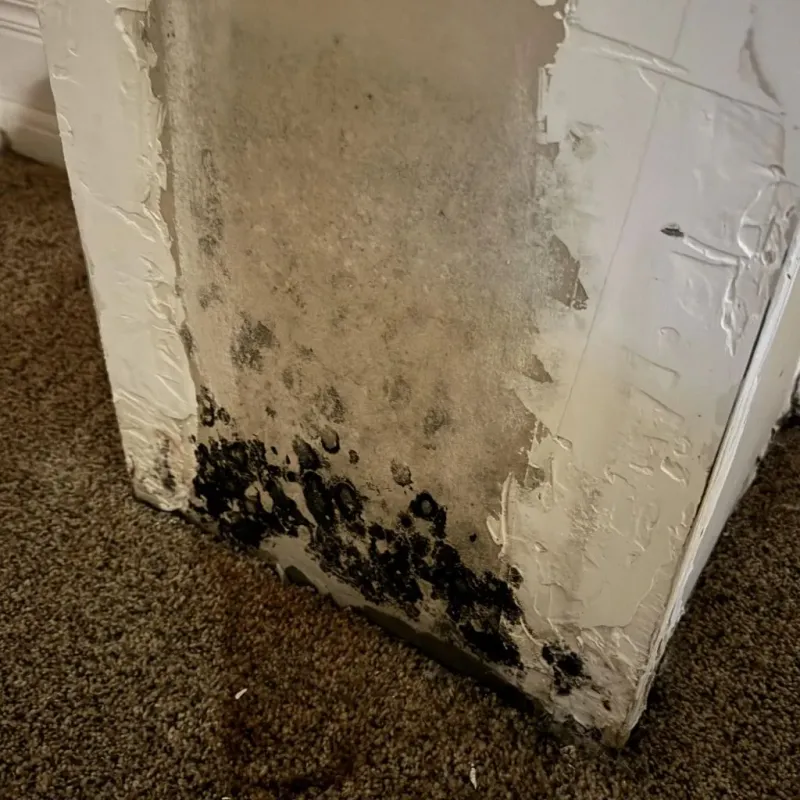 Professional Mold Removal in Gridley, IL